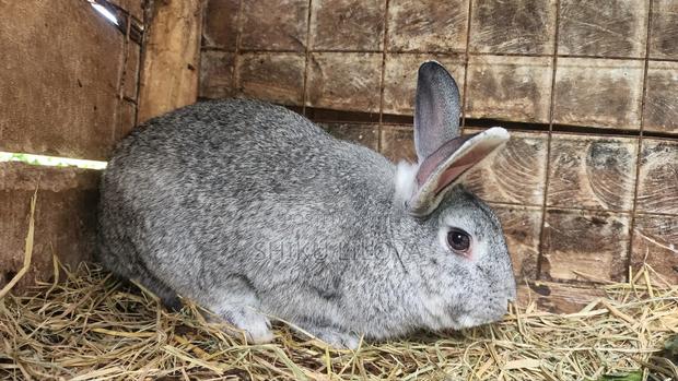 Rabbits Original Breeds - thumbnail 2