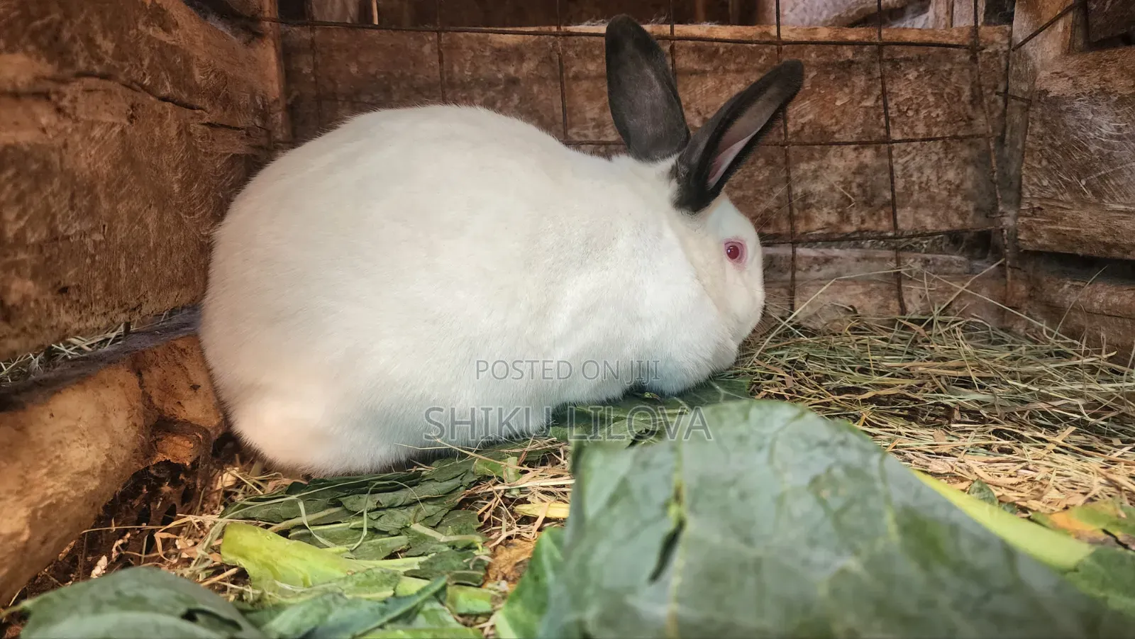 Rabbits Original Breeds