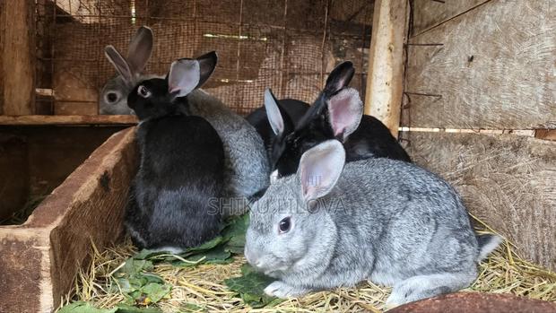 Rabbits Original Breeds - thumbnail 4