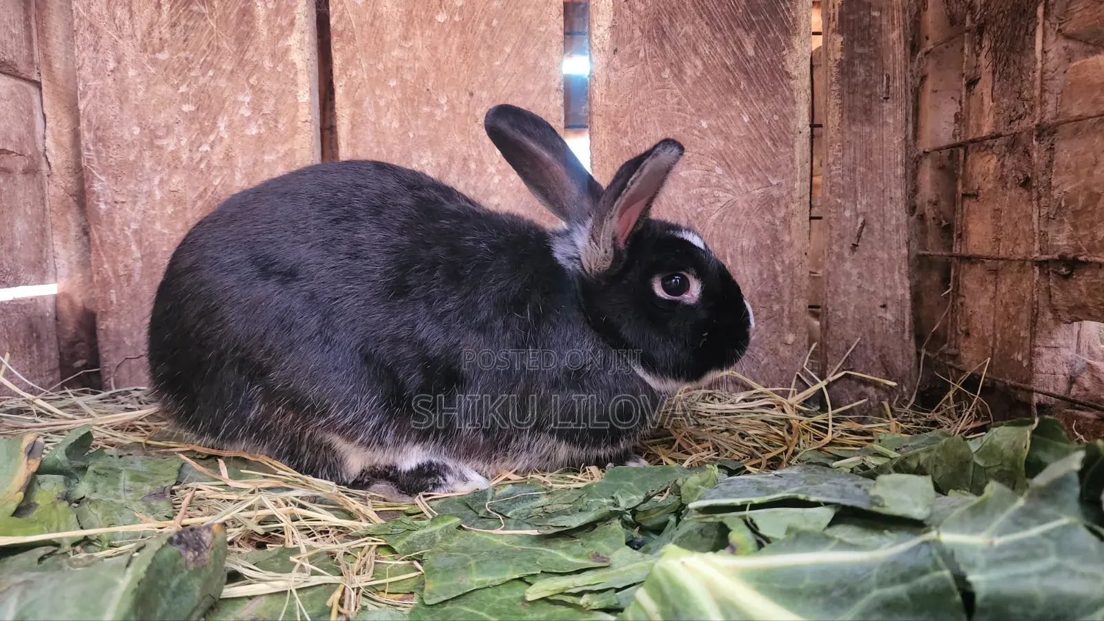 Rabbits Original Breeds
