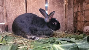 Rabbits Original Breeds