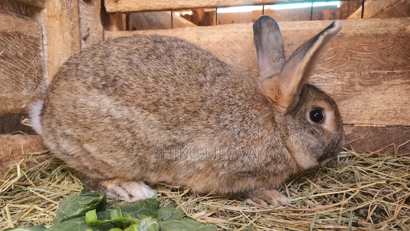 Rabbits Original Breeds