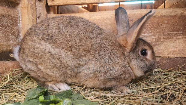 Rabbits Original Breeds - thumbnail 6