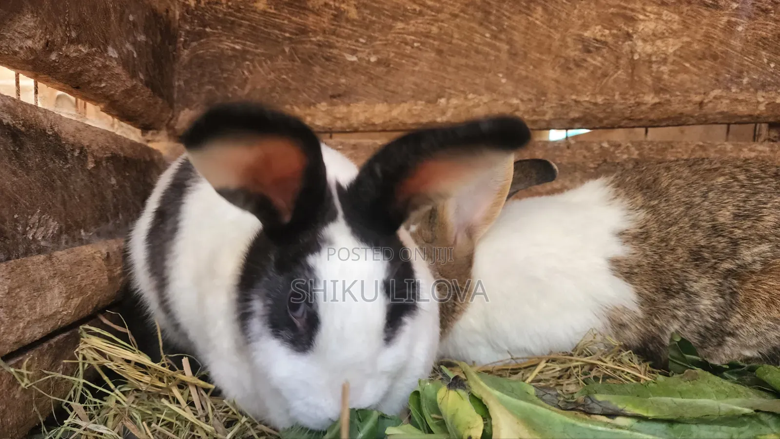 Rabbits Original Breeds
