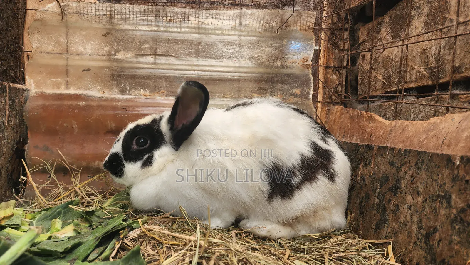Rabbits Original Breeds