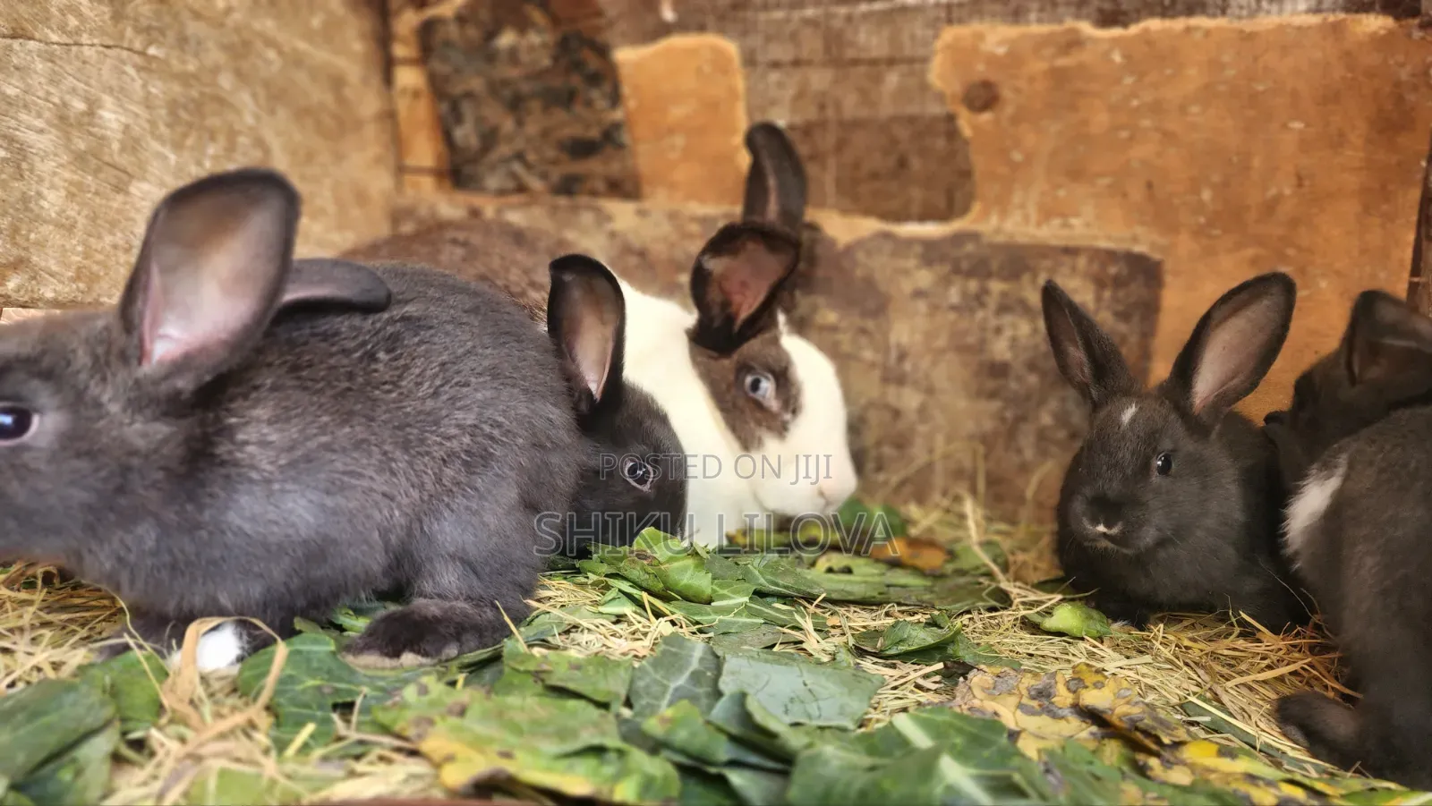 Rabbits Original Breeds