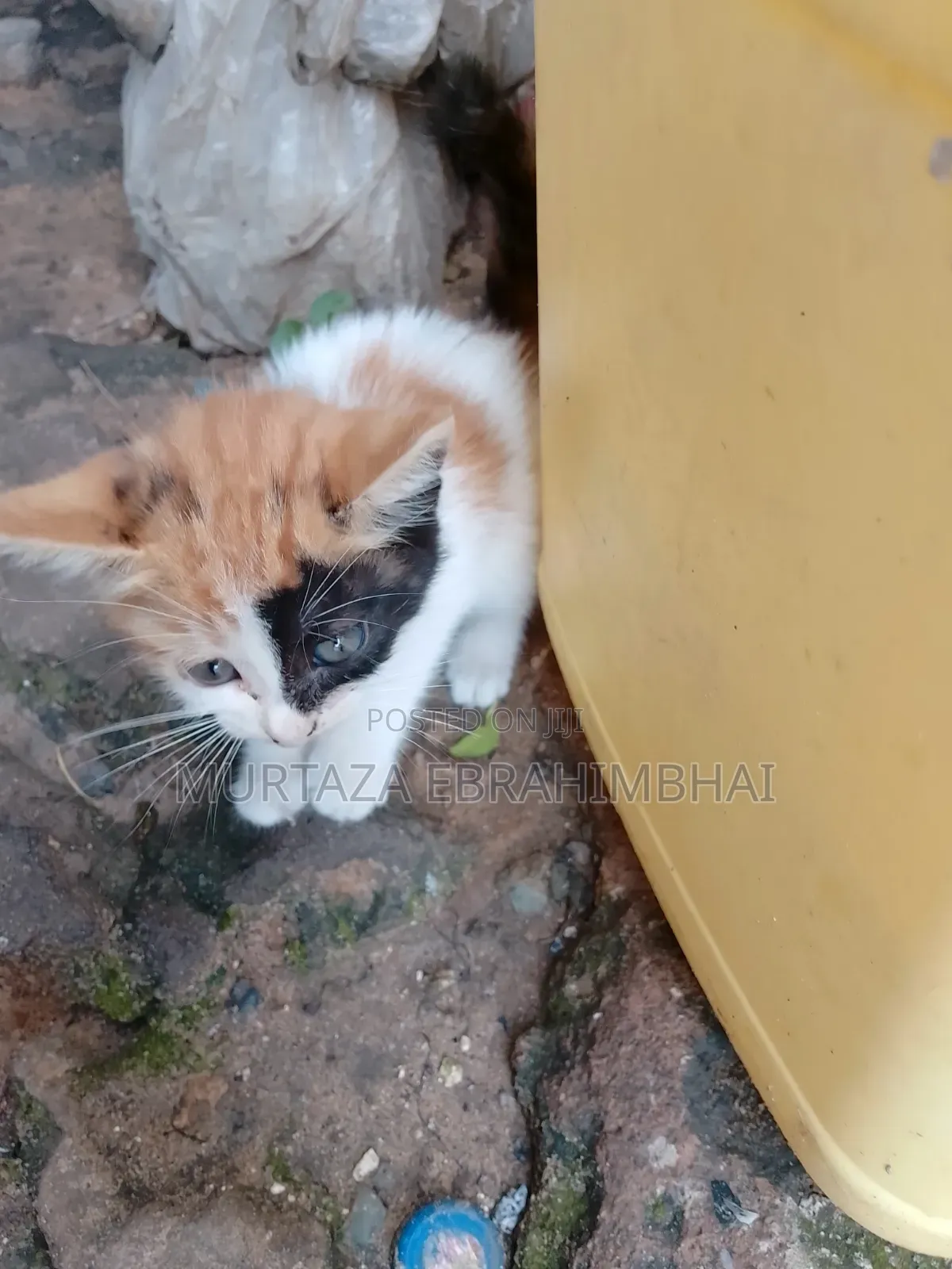 0-1 month Male Mixed Breed Cat