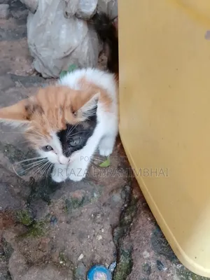 0-1 month Male Mixed Breed Cat