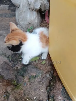 0-1 month Male Mixed Breed Cat
