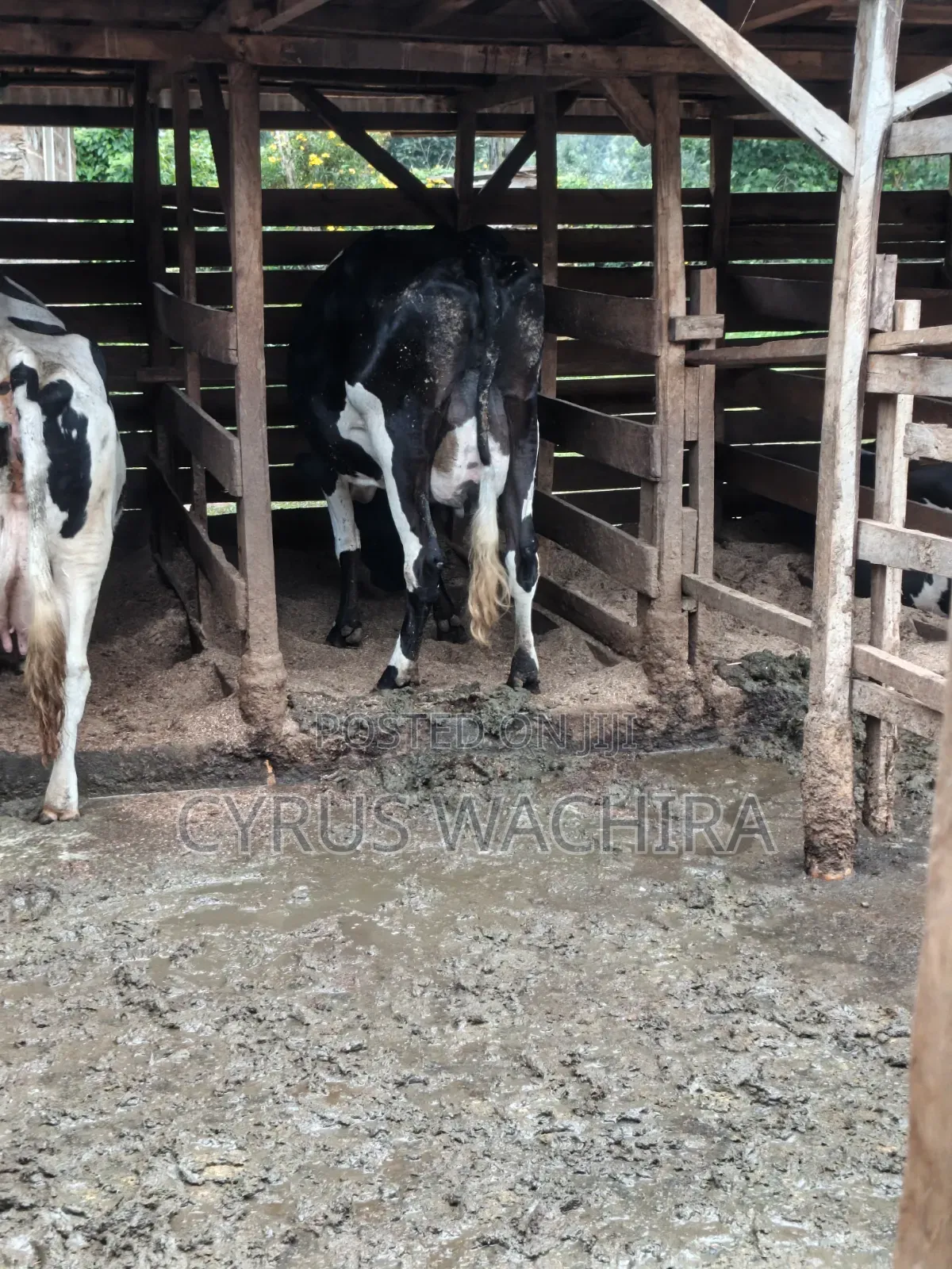 Dairy Cow on Sale