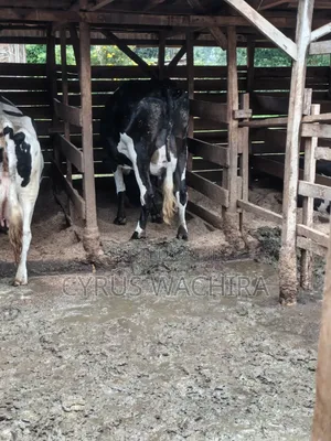 Dairy Cow on Sale
