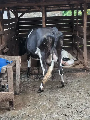 Dairy Cow on Sale
