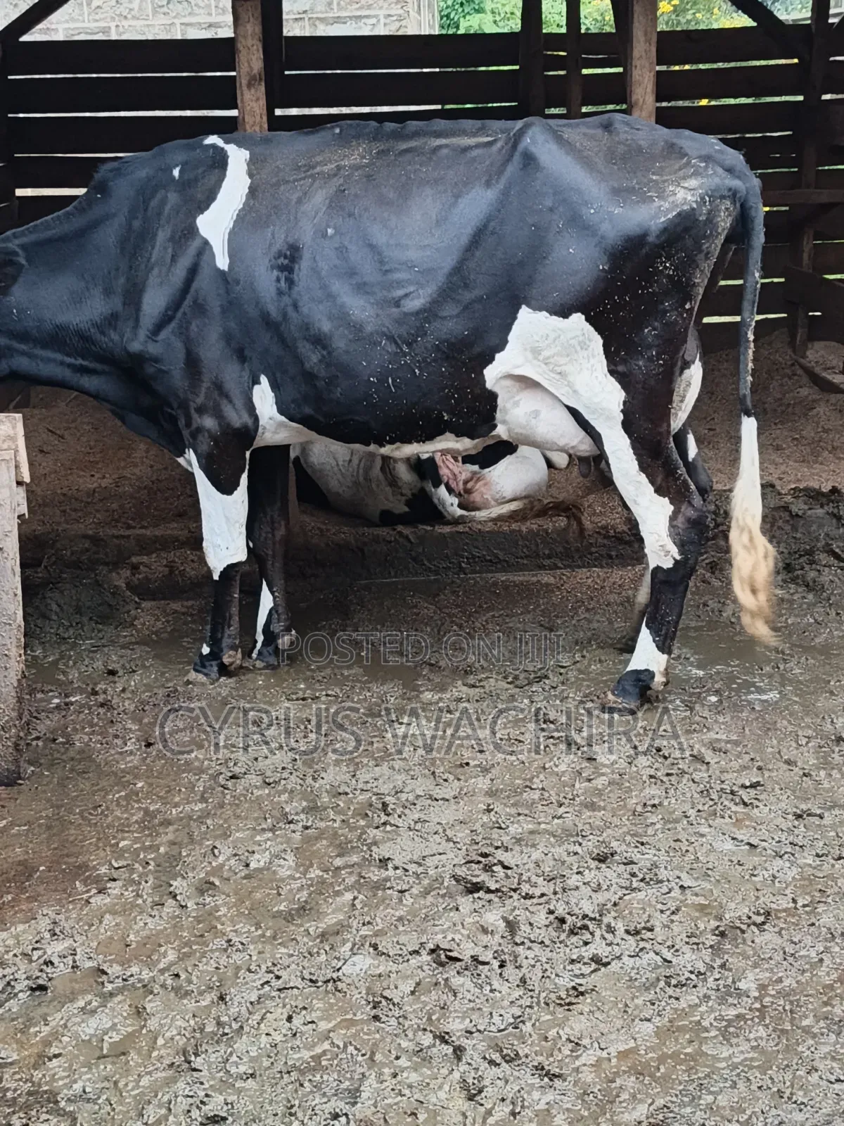 Dairy Cow on Sale