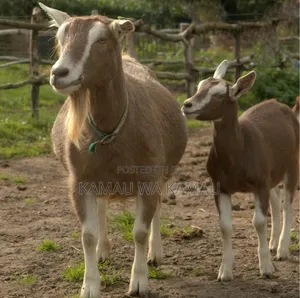 Male Goats for Sale