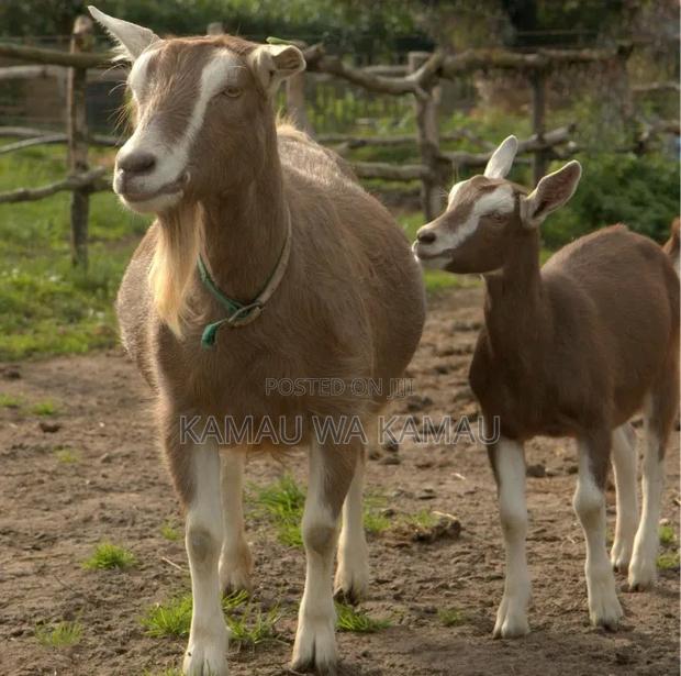 Male Goats for Sale - thumbnail 3