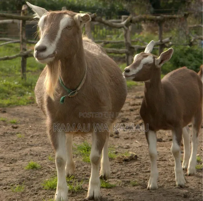 Male Goats for Sale
