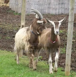 Male Goats for Sale