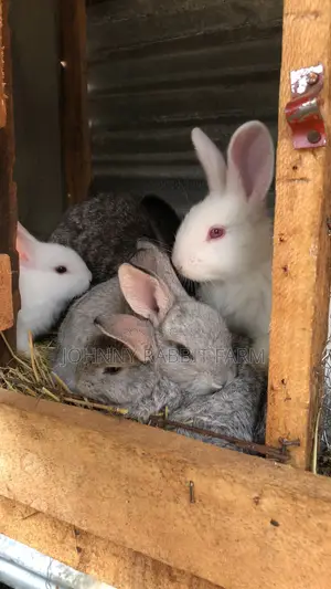 Hybrid Bunnies