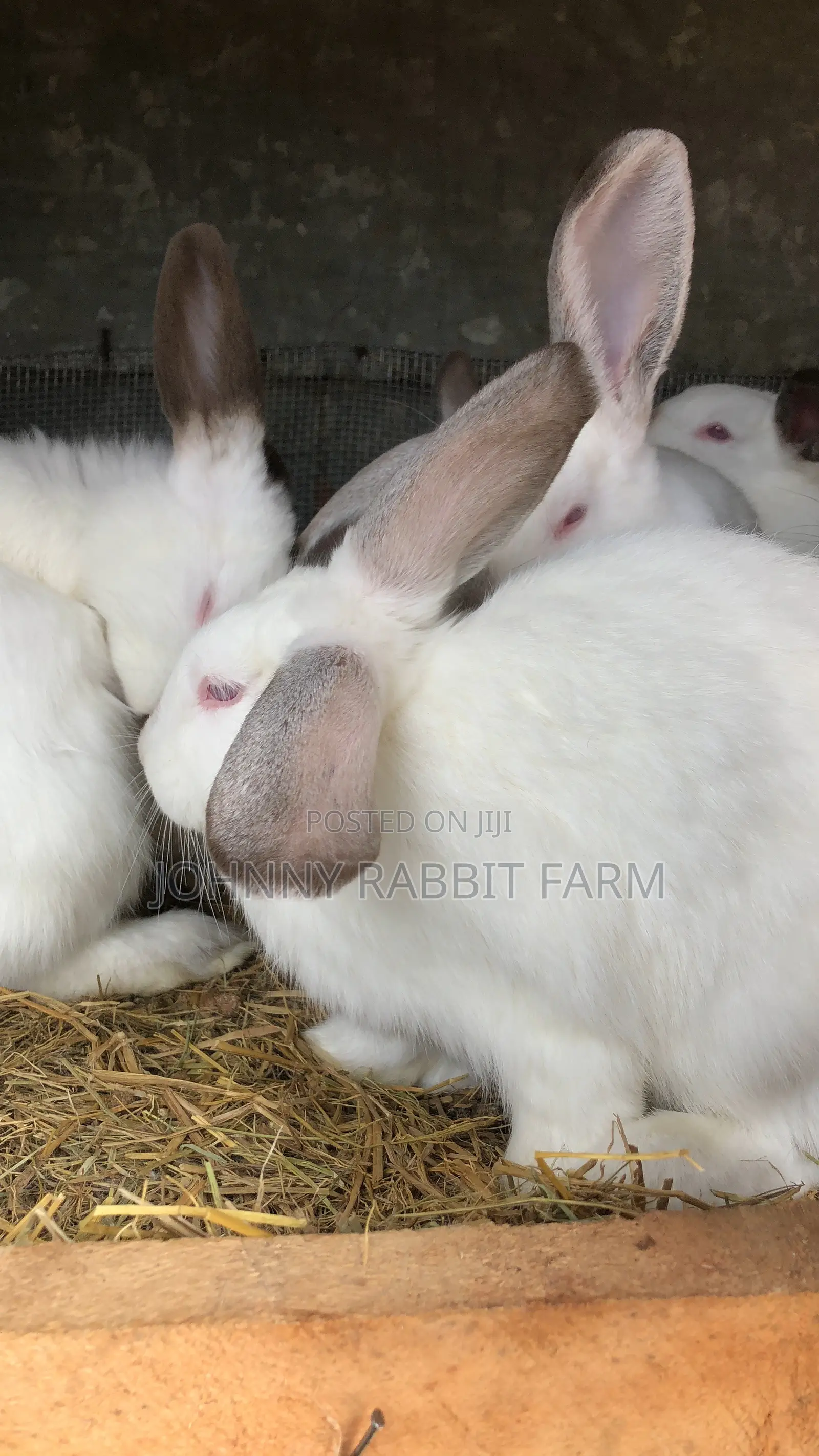 Hybrid Bunnies