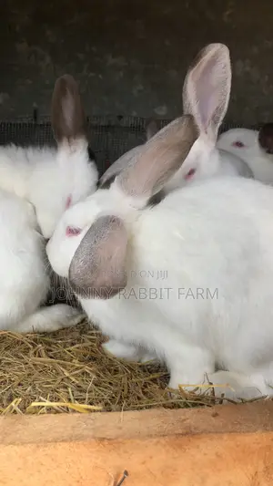 Hybrid Bunnies