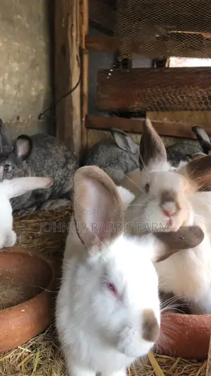 Hybrid Bunnies