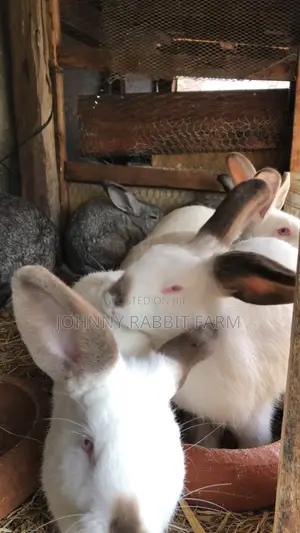 Hybrid Bunnies
