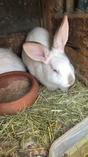 Mature Hybrid Rabbit Breeds