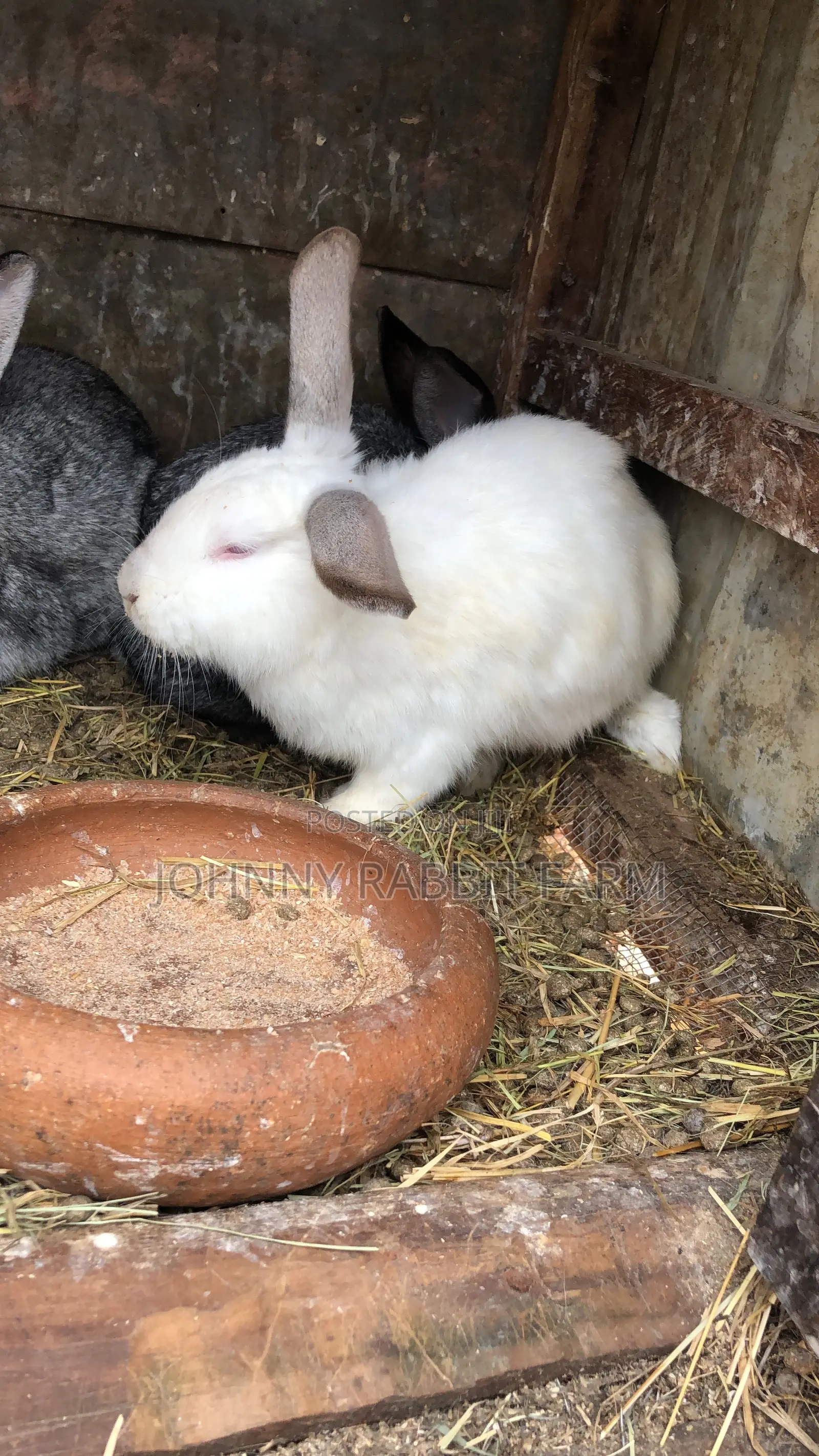 Mature Hybrid Rabbit Breeds