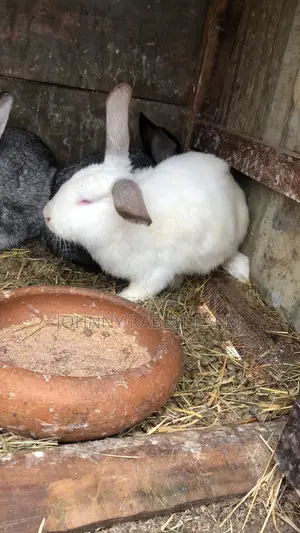 Mature Hybrid Rabbit Breeds