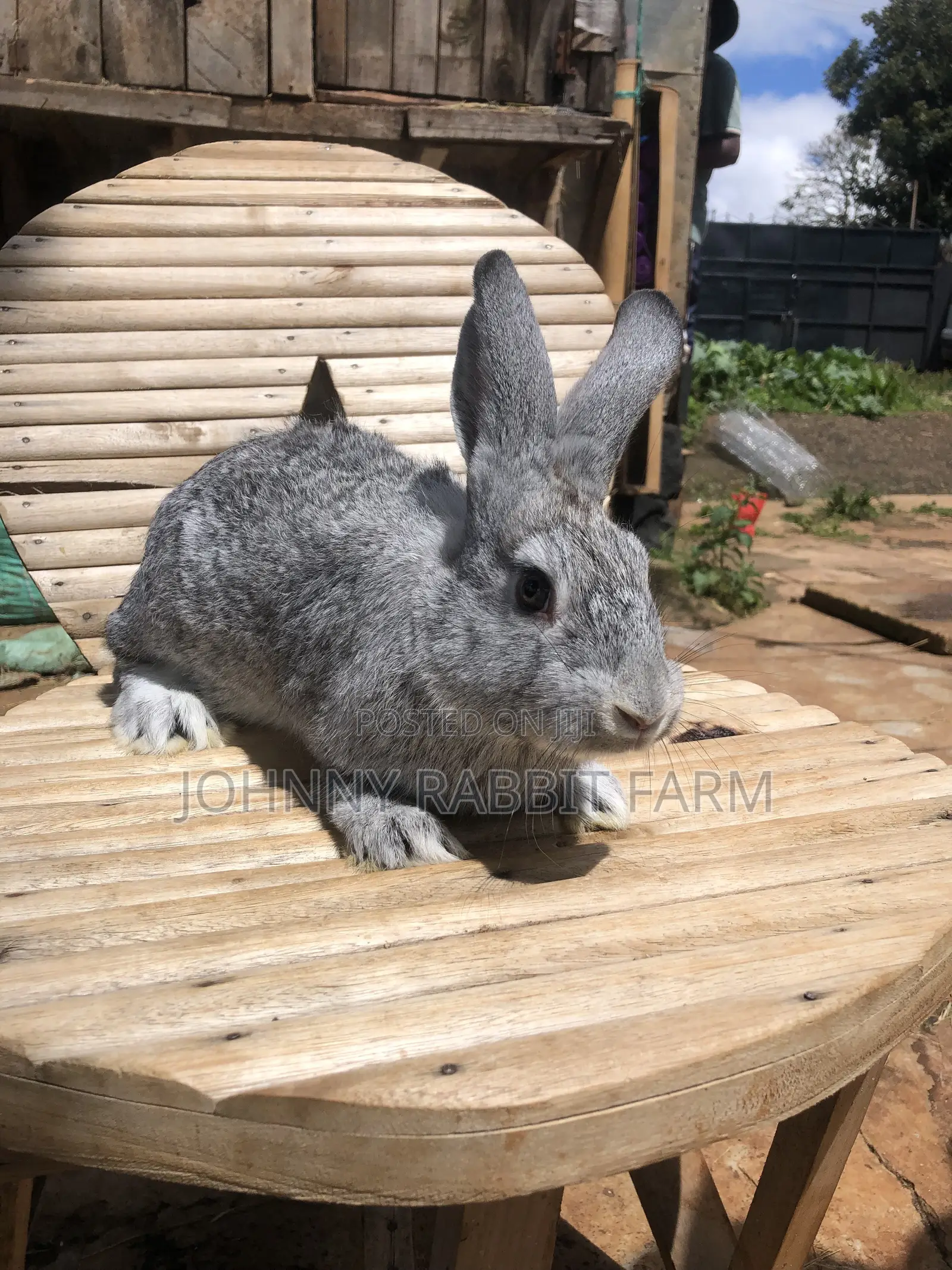Mature Hybrid Rabbit Breeds