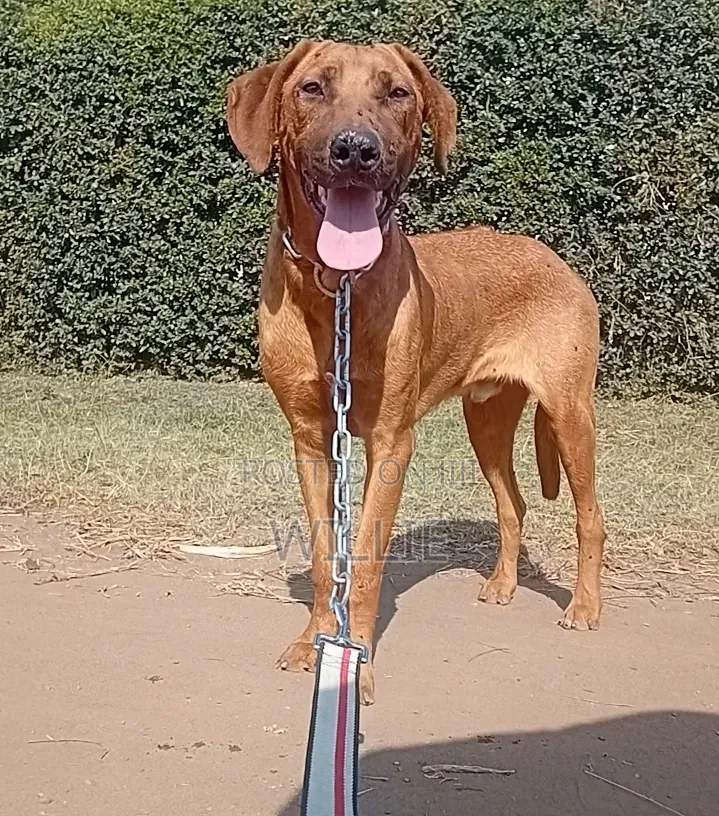 6-12 months Male Purebred Rhodesian Ridgeback