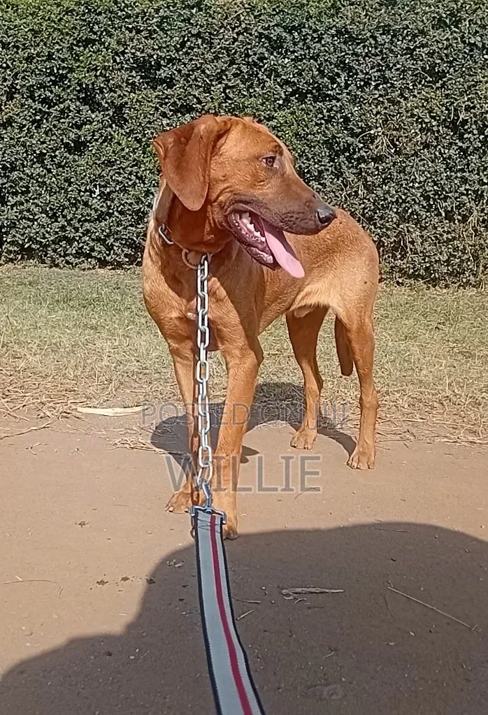 6-12 months Male Purebred Rhodesian Ridgeback