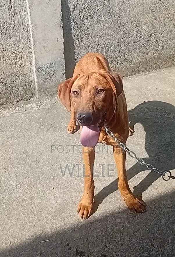 6-12 months Male Purebred Rhodesian Ridgeback