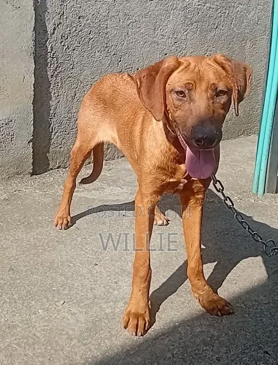 6-12 months Male Purebred Rhodesian Ridgeback