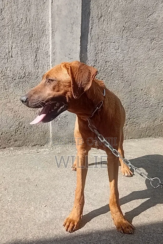6-12 months Male Purebred Rhodesian Ridgeback