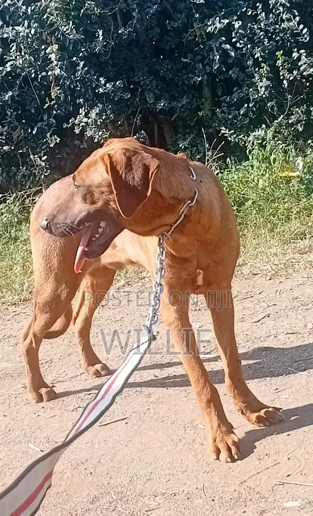 6-12 months Male Purebred Rhodesian Ridgeback