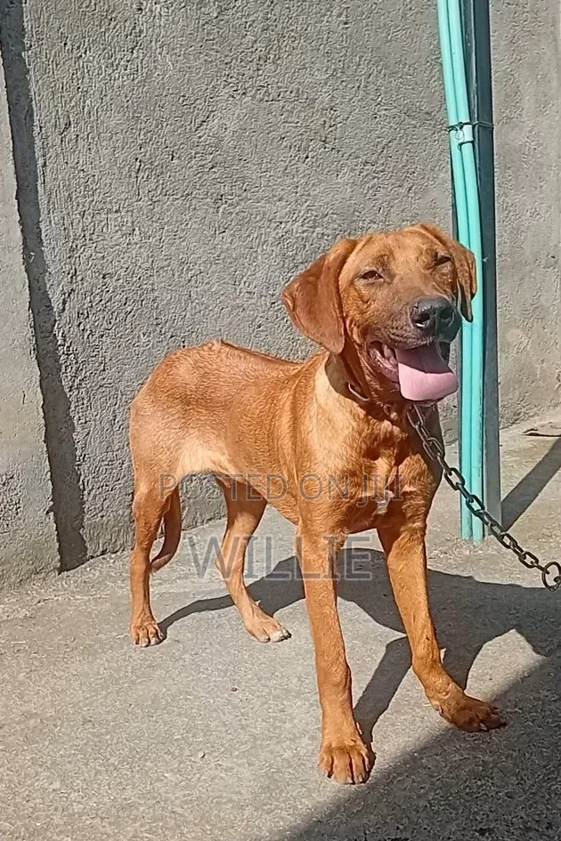 6-12 months Male Purebred Rhodesian Ridgeback