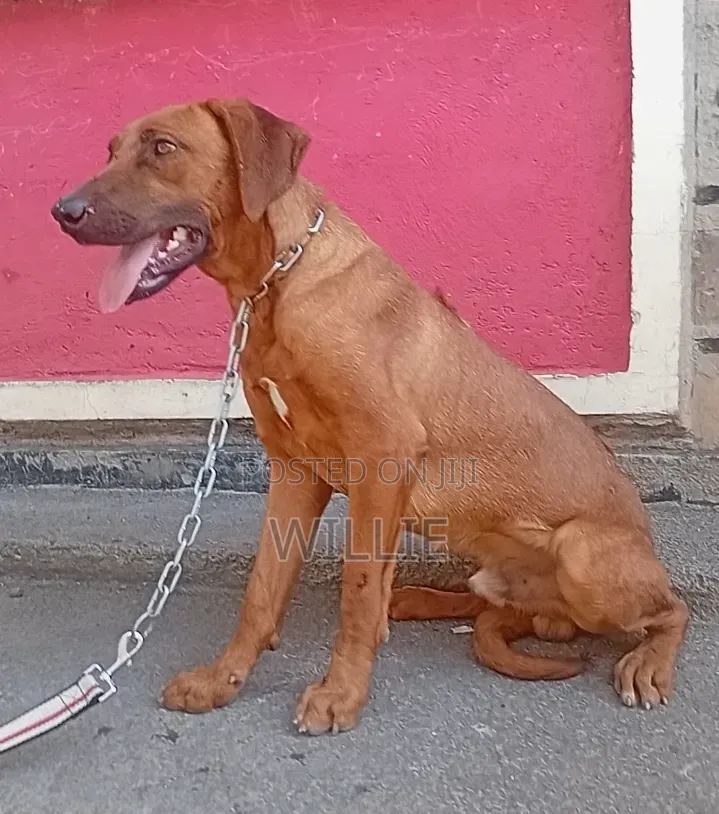6-12 months Male Purebred Rhodesian Ridgeback