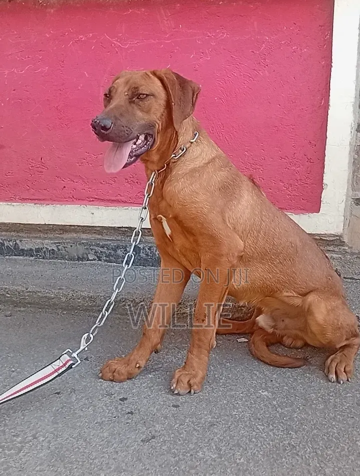 6-12 months Male Purebred Rhodesian Ridgeback
