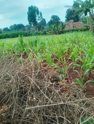 Lower Kabete 1/2 Land for Sale