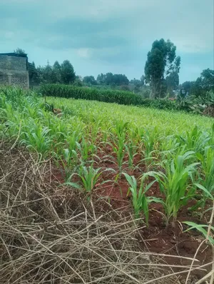 Lower Kabete 1/2 Land for Sale