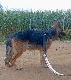 1+ year Male Purebred German Shepherd