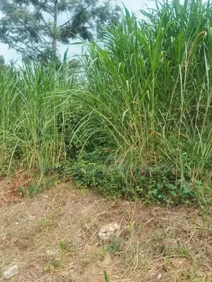 Lower Kabete 1/2 Land for Sale
