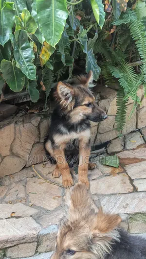 3-6 months Male Purebred German Shepherd