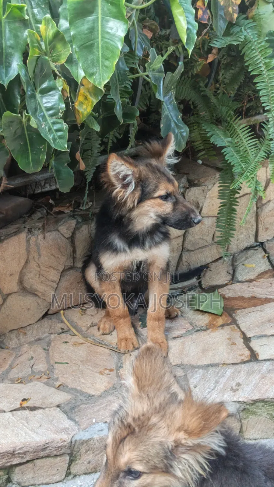 3-6 months Male Purebred German Shepherd