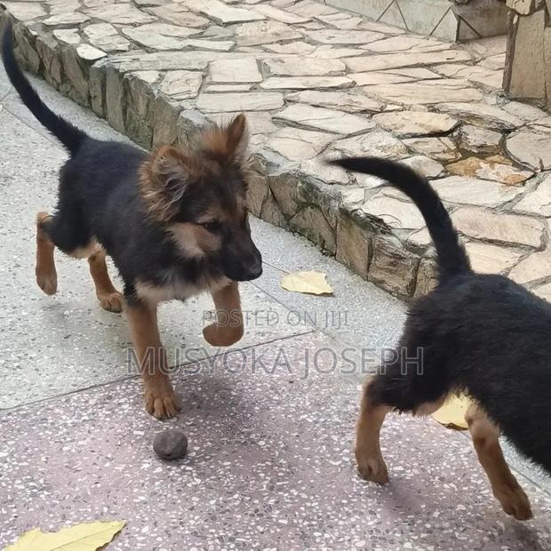 3-6 months Male Purebred German Shepherd - thumbnail 11