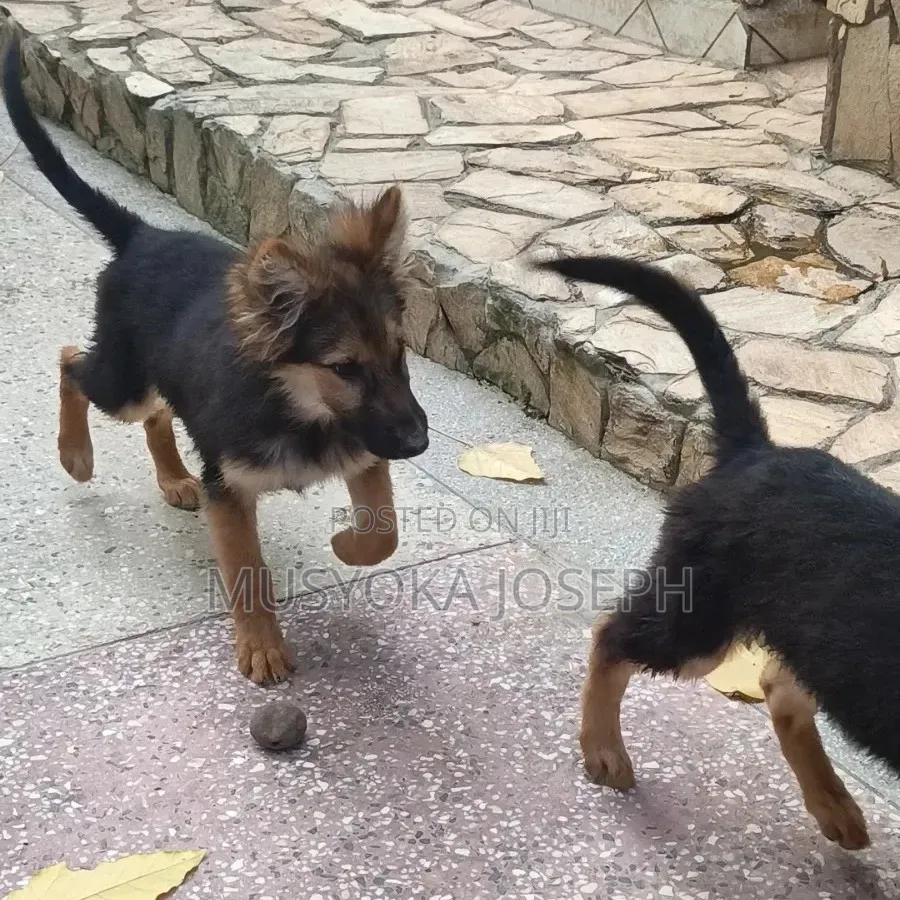 3-6 months Male Purebred German Shepherd