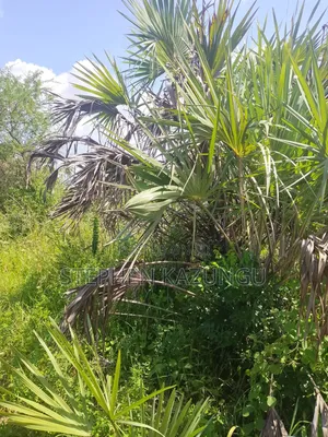 A Green-View 1 Acre Plot Near to Mwabungo Town.