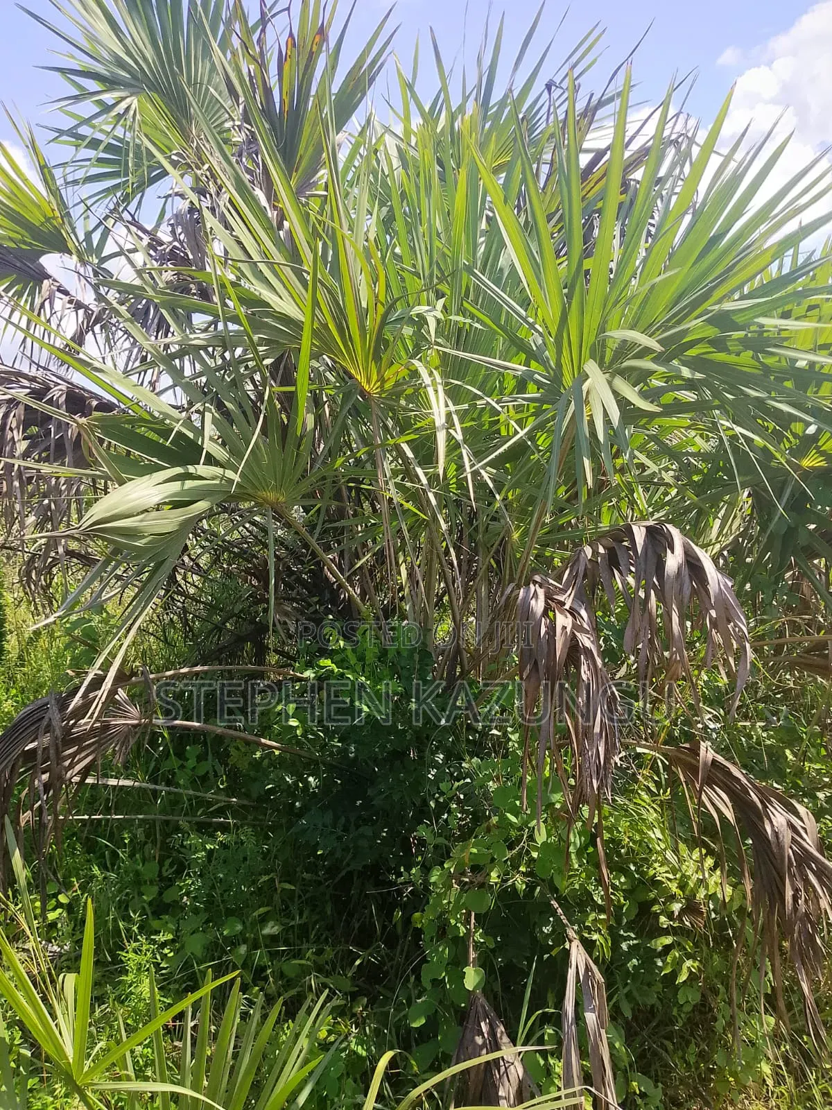 A Green-View 1 Acre Plot Near to Mwabungo Town.