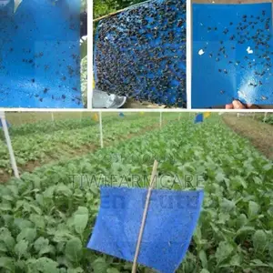 Yellow Blue Sticky Insect Traps (20×25cm)